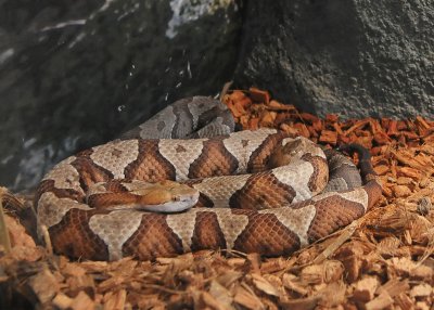 ANOTHER PRETTY, BUT DEADLY, WESTERN NORTH CAROLINA RESIDENT - ISO 1600