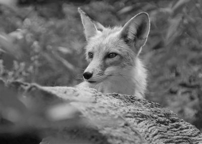 FOX - ISO 1600 - ORIGINAL COLOR IMAGE, CONVERTED TO B&W (ORIGINAL IMAGE FOLLOWS)