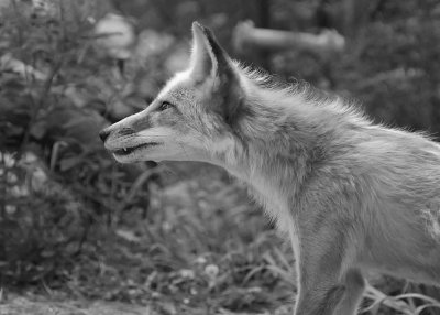 FOX - ISO 1600 - ORIGINAL COLOR IMAGE, CONVERTED TO B&W (ORIGINAL IMAGE FOLLOWS)
