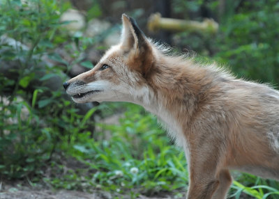 FOX - ISO 1600
