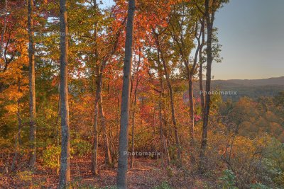 EVENING SUN ON FALL LEAVES -  AN HDR IMAGE