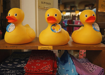 DUCKS IN A ROW  -  ISO 200