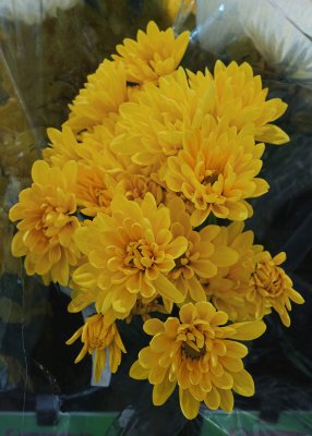 FLOWERS IN A GROCERY STORE  -  ISO 1600  -  NO POST-PROCESSING NOISE REDUCTION