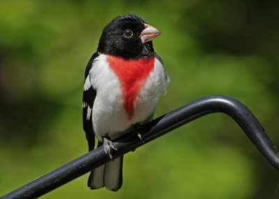 MALE ROSE-BREASTED GROSBEAK  -  TAKEN WITH A SONY 18-200mm E-MOUNT LENS
