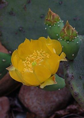 FIRST CACTUS FLOWER OF THE 2012 SEASON  -  ISO 800