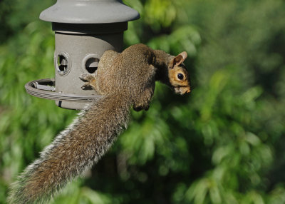 TRAPPED SQUIRREL  -  TAKEN WITH A SONY 18-200mm E-MOUNT LENS