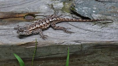 FENCE LIZARD (SCELOPORUS UNDULATUS)  -  TAKEN WITH A MINOLTA CELTIC 135mm f/2.8  LEGACY LENS  -  ISO 1600