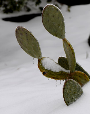 COLD CACTUS - ISO 200