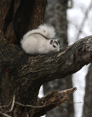 A RARE WHITE SQUIRREL - ISO 800