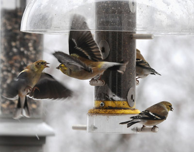 FIGHTING FINCHES - ISO 800