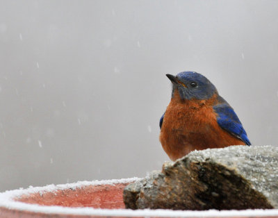 EASTERN BLUEBIRD IN THE SNOW - ISO 800 - NO PP NOISE REDUCTION