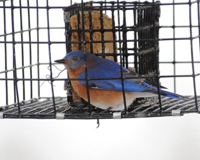 EASTERN BLUEBIRD IN SUET CAGE - ISO 800 - NO PP NOISE REDUCTION