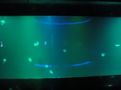 jellyfish