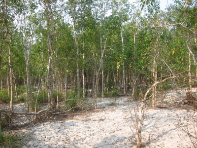 vegetation 1