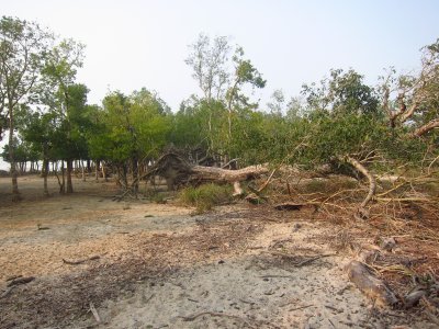 fallen tree from cyclone