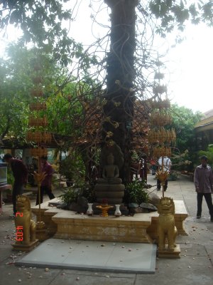 a buddha n a tree
