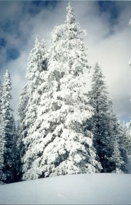 SNOWY TREE-GRAND MESA