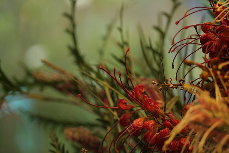 Australian Native Grevilea