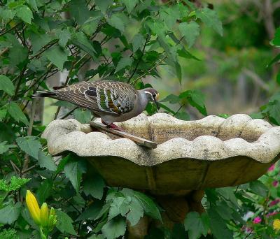 Common Bronzewing