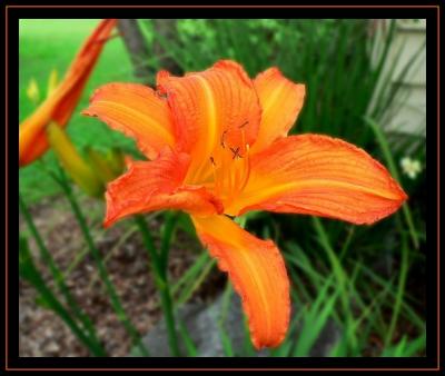 g4/42/347642/3/52144855.Orangedaylily.jpg