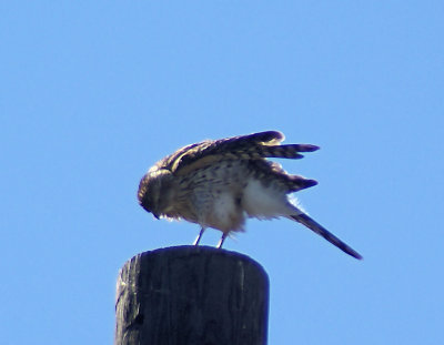 sharp shinned hawk