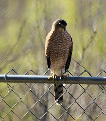 Cooper's hawk