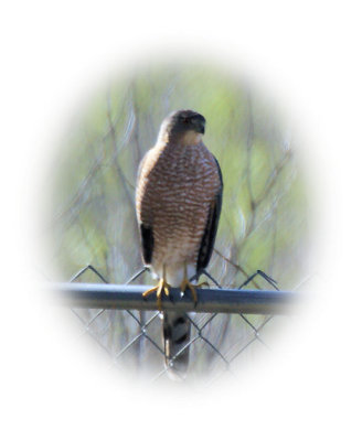 Cooper's hawk