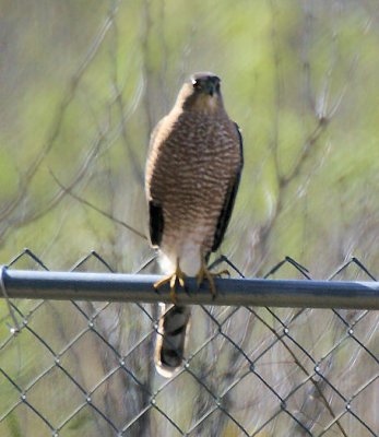 Cooper's hawk