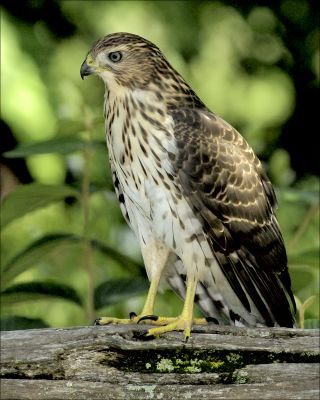 BD060716_05C.jpg