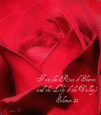 He is the Rose of Sharon