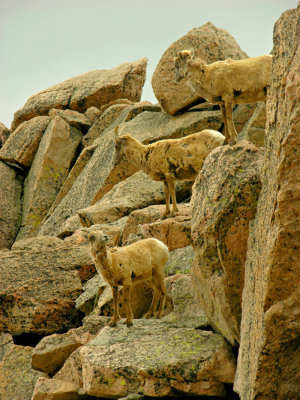 Mt. Evans Mtn Goats