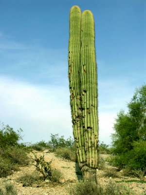 Stately Saguaro