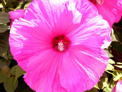hibiscus 2.jpg