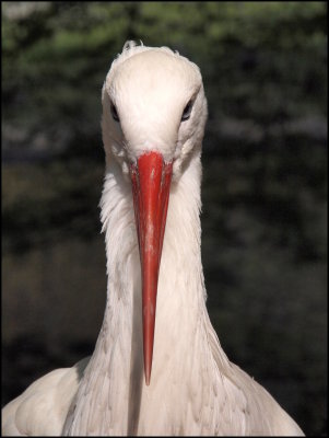 Storch