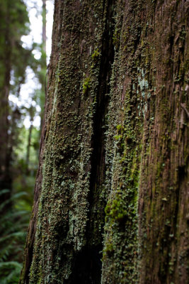 Moss