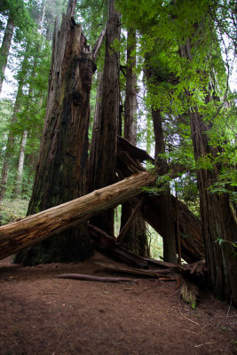 Stout Grove