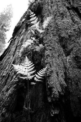 Fern