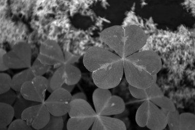 Clover