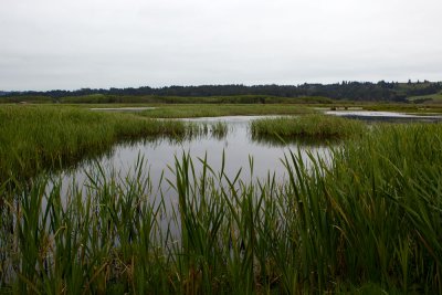 South Bay Marshlands