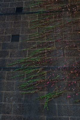 Ivy Colors 1