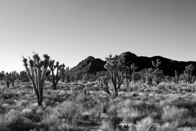 Ivanpah