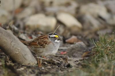 Bruants/Sparrow