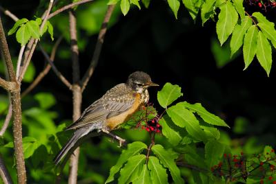 Young American Robin