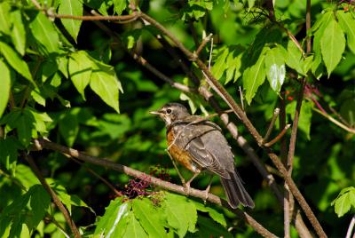 Young American Robin