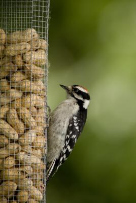 Downey Woodpecker/Pic Mineur