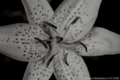 BW Yellow Lilly