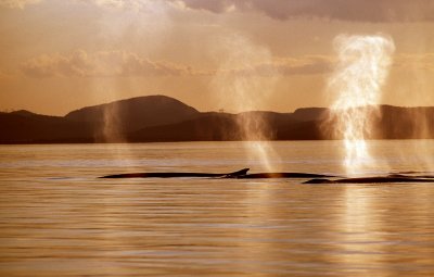 Whales on St-Lawrence River...