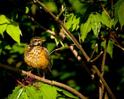 American Robin