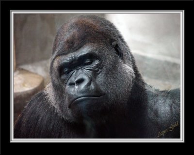 gorilla head 4.jpg