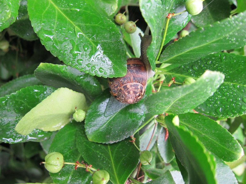 Escargot de St Michel